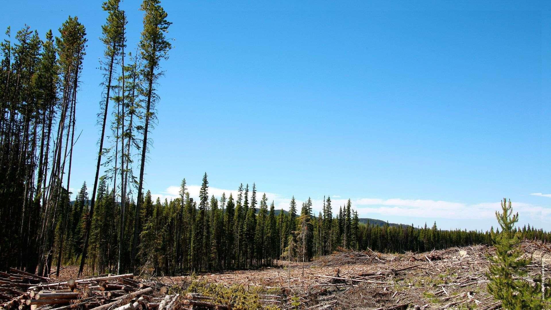 Bruxelles propose d'assouplir sa loi contre la déforestation