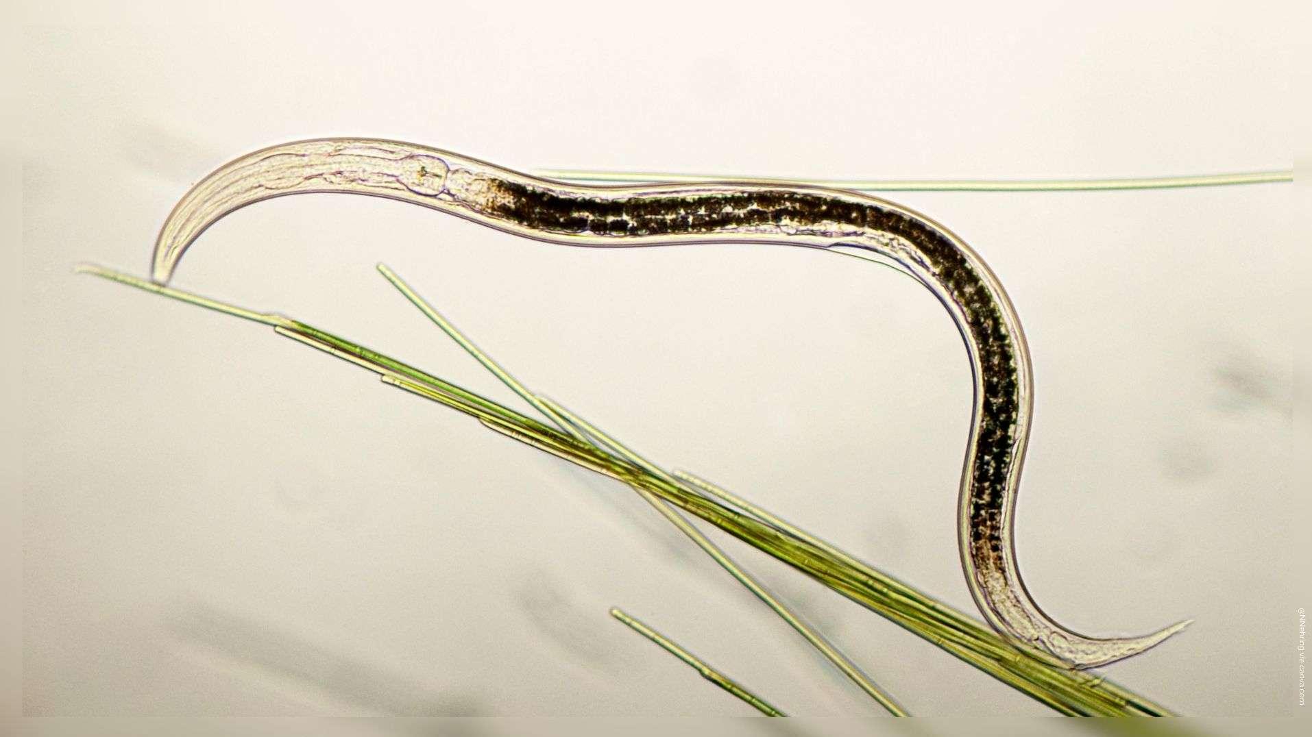 Un foyer de nématode du pin détecté pour la première fois en France