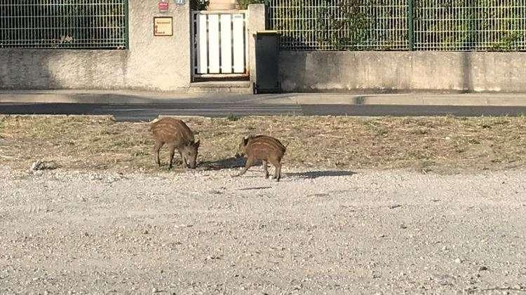 Sangliers à Miramas : la mairie lance une opération pour éloigner les animaux des habitations