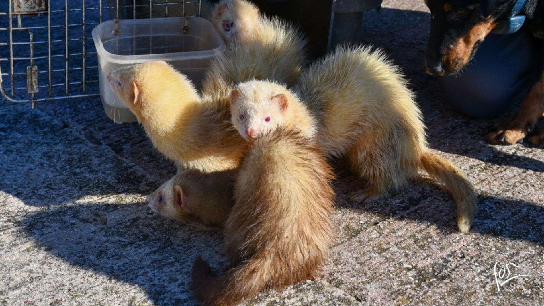Fos-sur-Mer : des furets et un chien lâchés sur le port pour chasser les rats