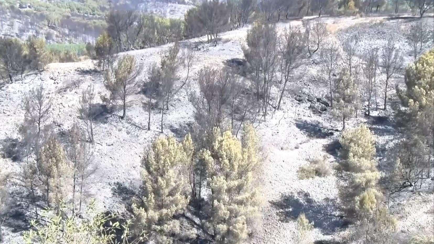 Sausset-les-Pins : appel à tous pour reboiser la forêt brûlée en 2020