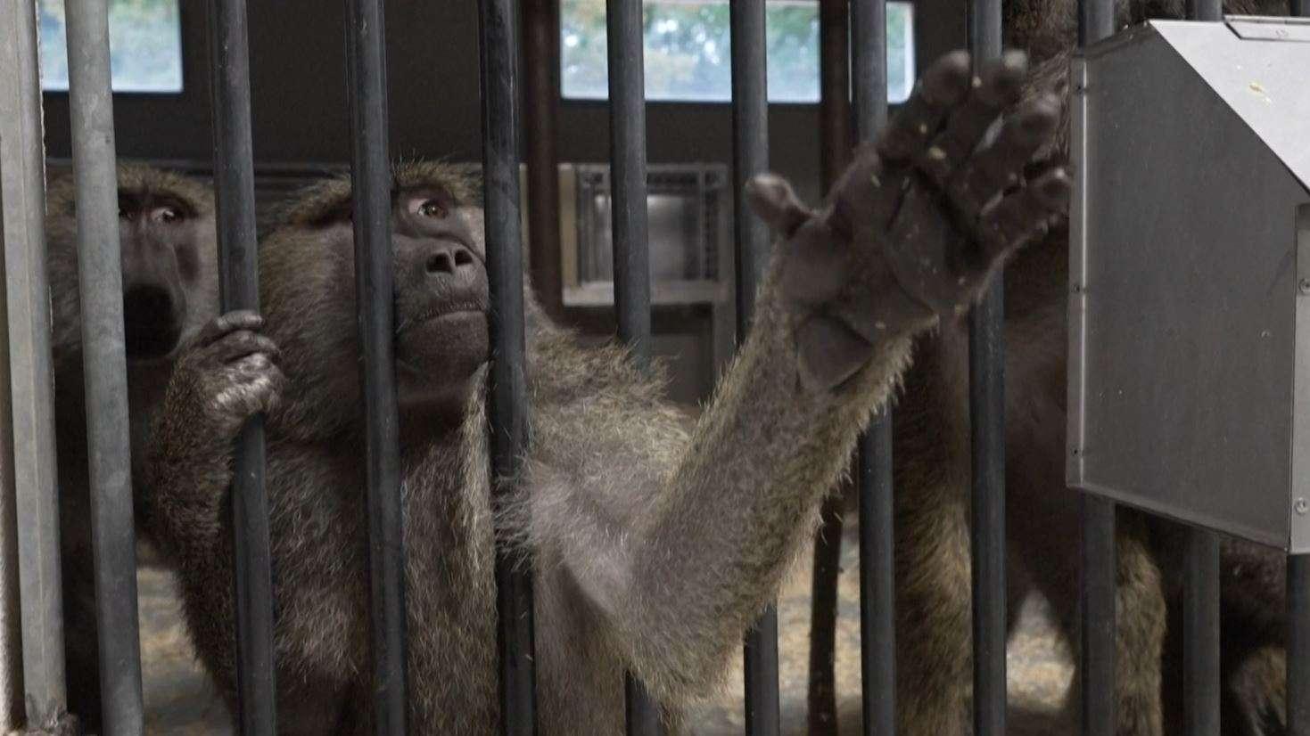 Élevage de singes de laboratoire à Rousset : le projet d'extension divise au pied de la Sainte-Victoire