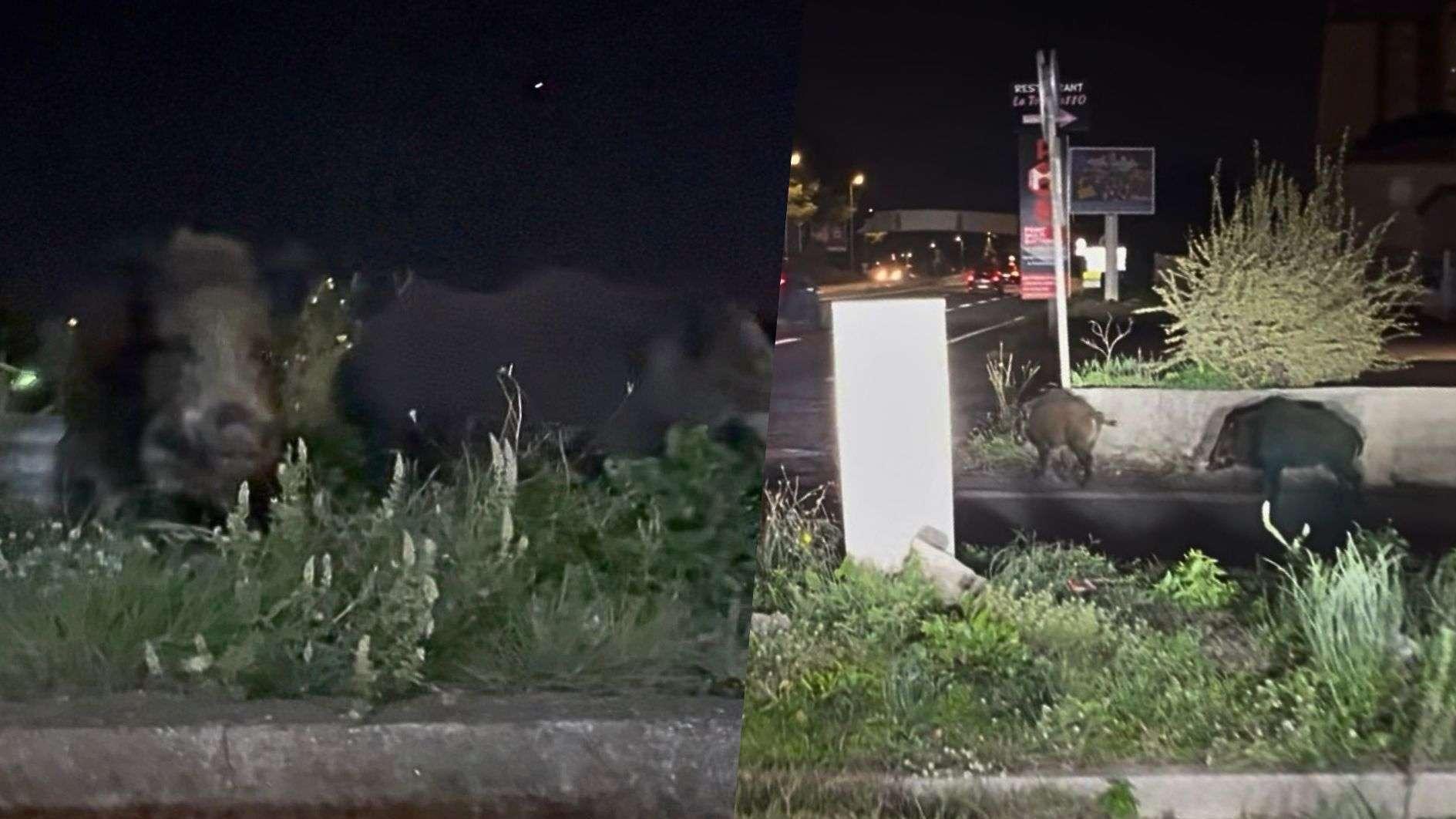 Attention aux sangliers la nuit sur la RN 568 à Port-de-Bouc