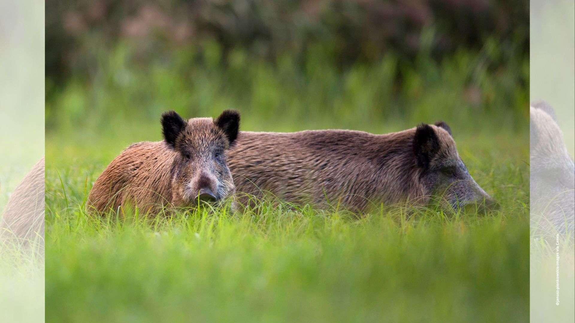 Battue aux sangliers sur les massifs de Carry-le-Rouet, Sausset et Martigues ce mardi