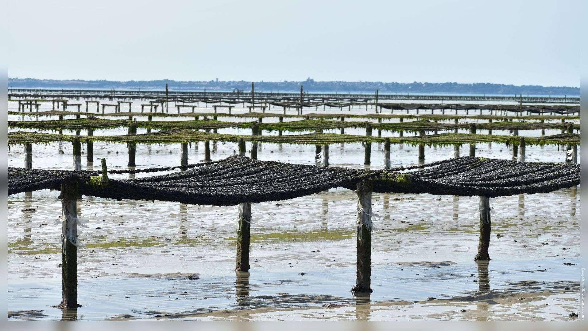 La production de moules menacée par le réchauffement climatique en Méditerranée dès 2050, selon une étude