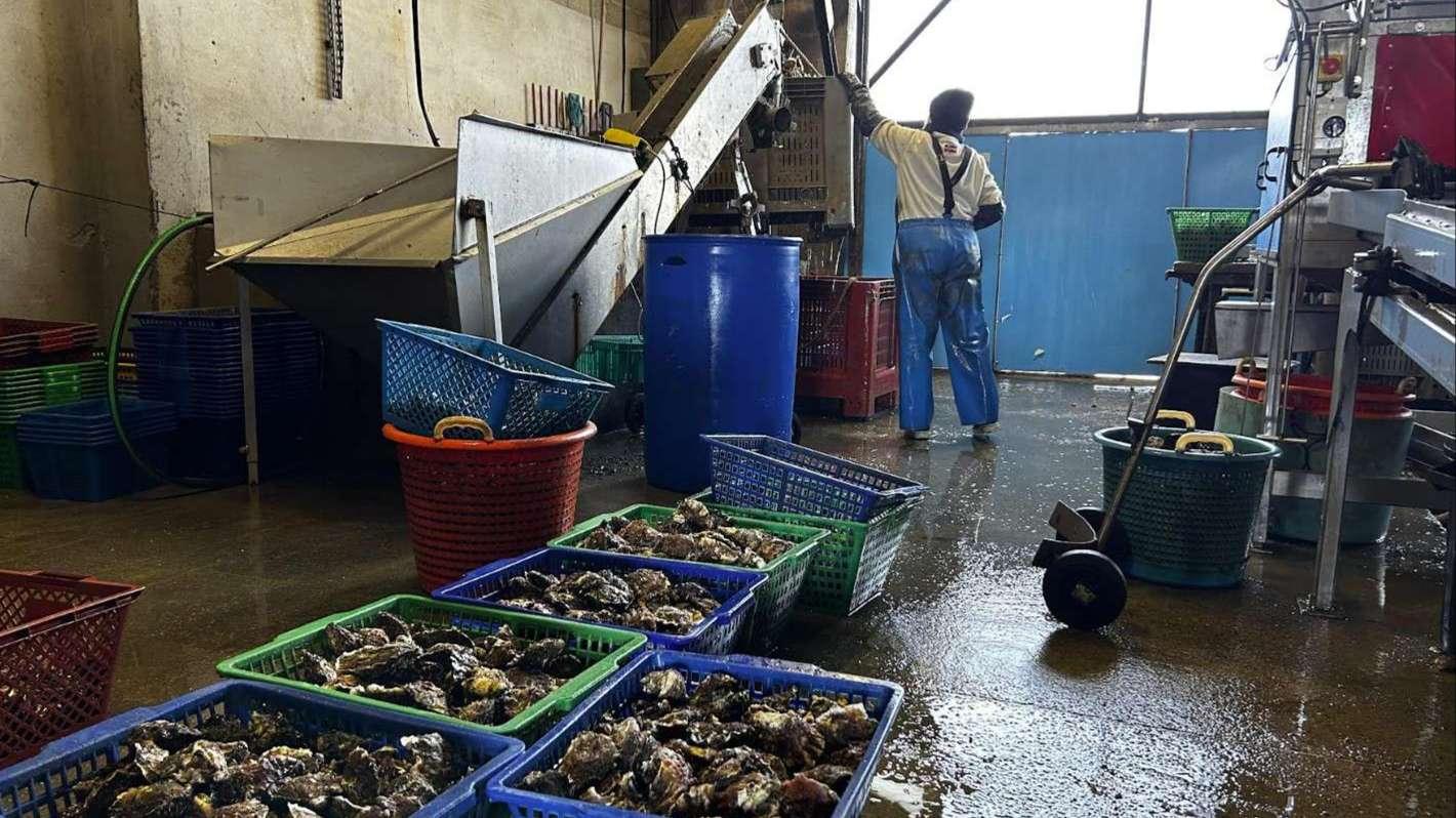 Oubliez Marennes-Oléron : pour les fêtes, misez sur les huîtres primées de Paul et Caroline à Port-Saint-Louis
