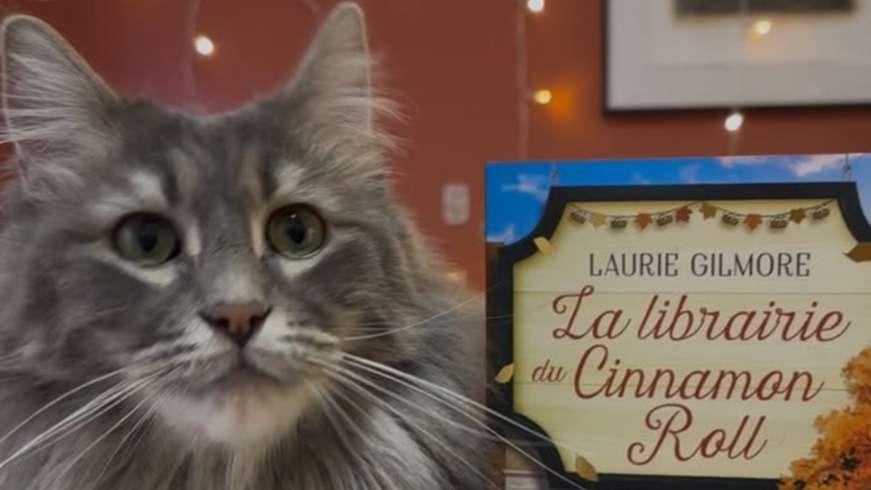 Une librairie avec des chats : le concept du « Chat Pitre » à Aix-en-Provence