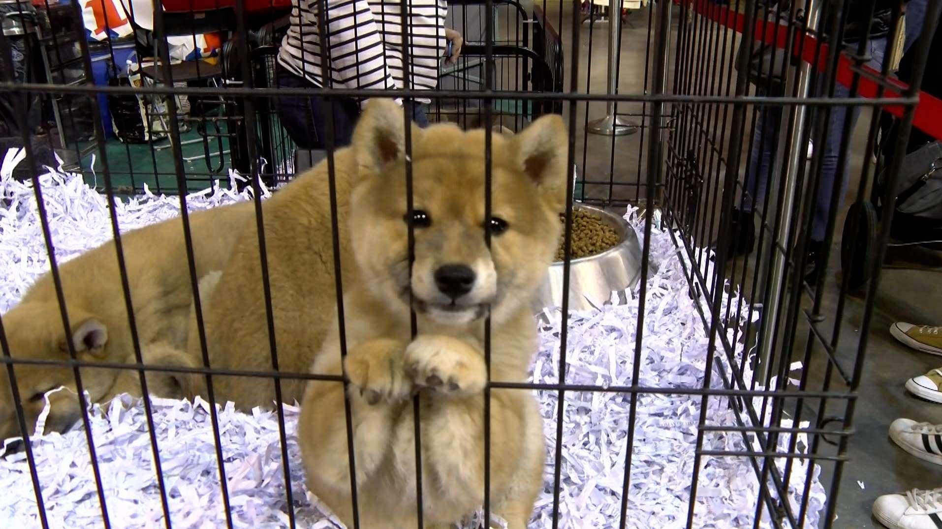 Adoption, bien-être et polémique : tout savoir sur le retour du Salon des animaux à Marseille