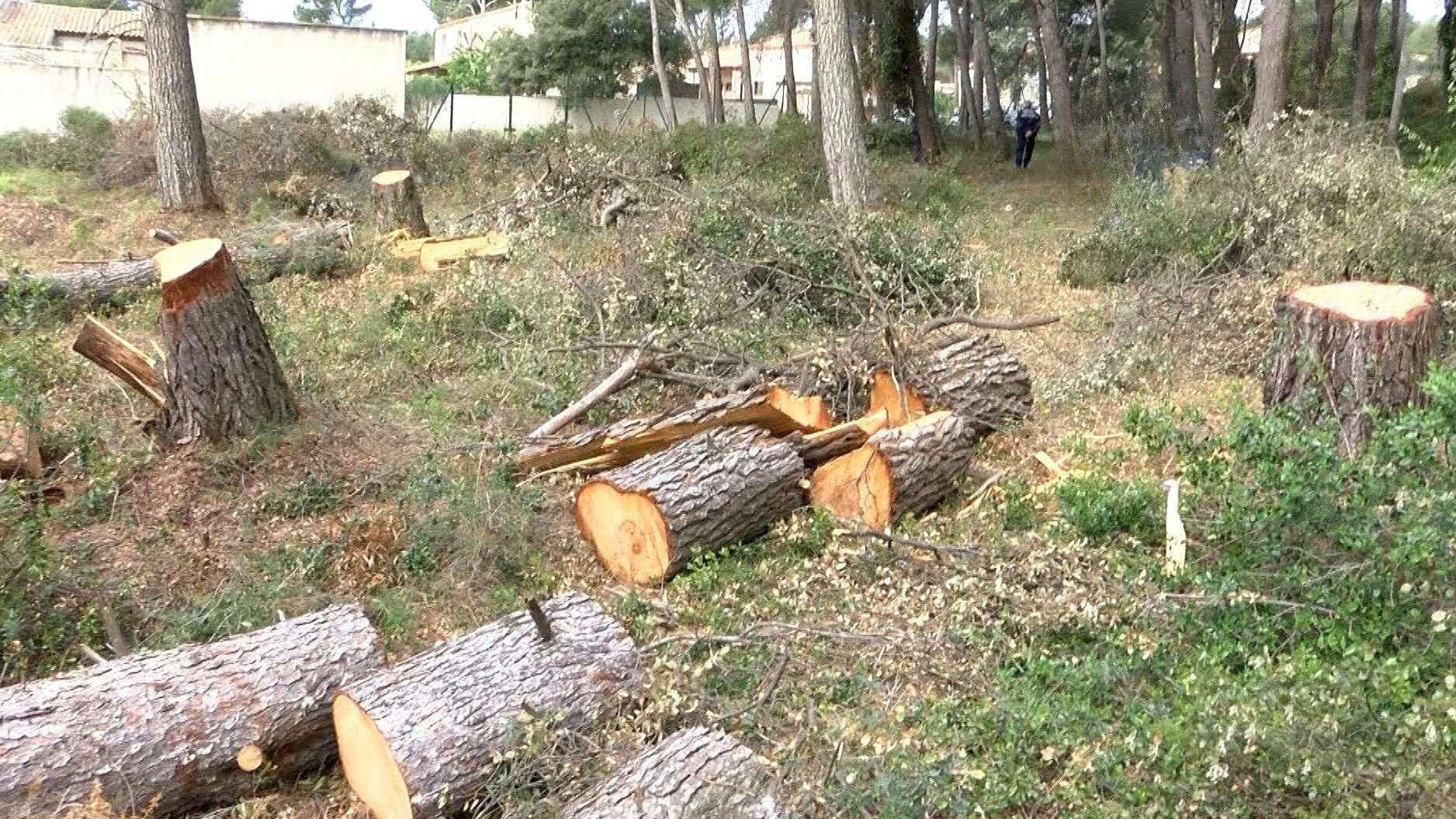 Feux de forêt : "90% des maisons détruites n'étaient pas débroussaillées", l'appel urgent à débroussailler votre terrain dès cet hiver