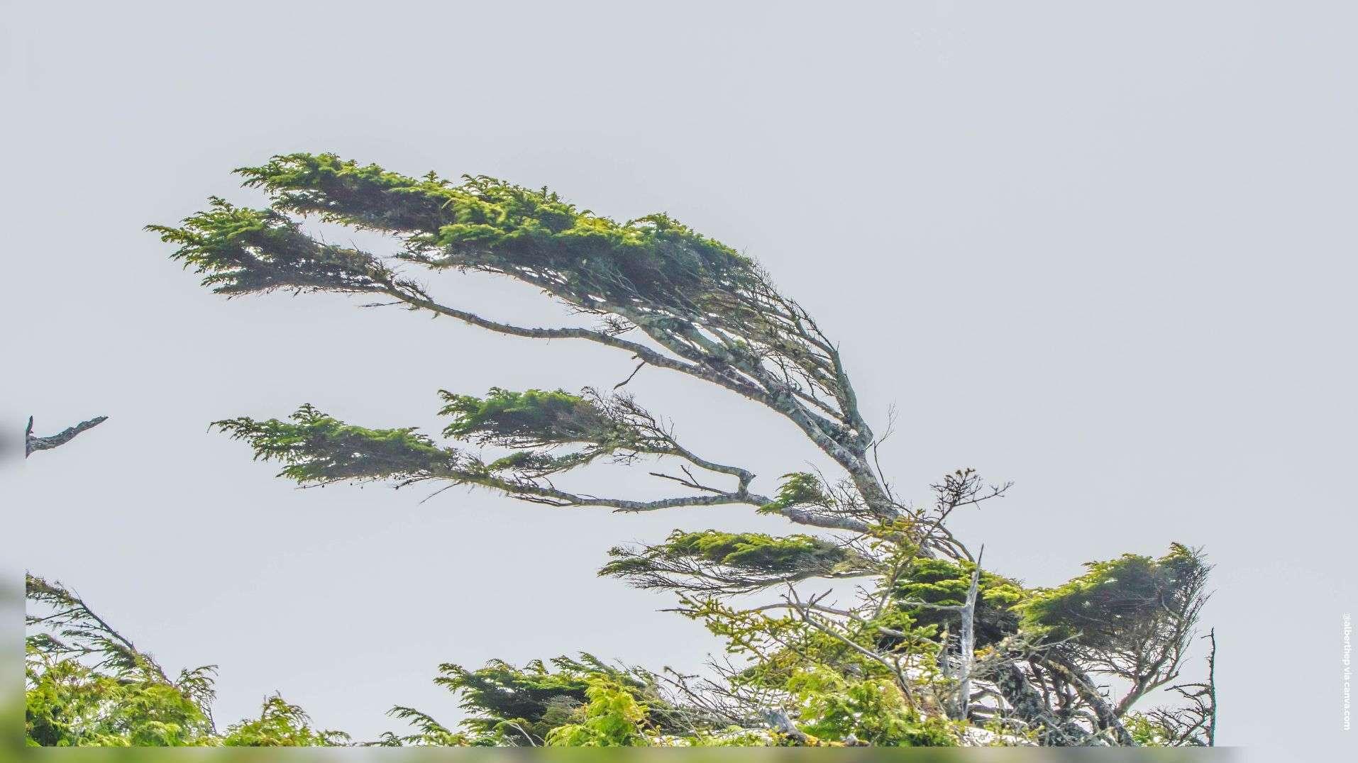 Tempête Goretti : 380.000 foyers privés d'électricité en France