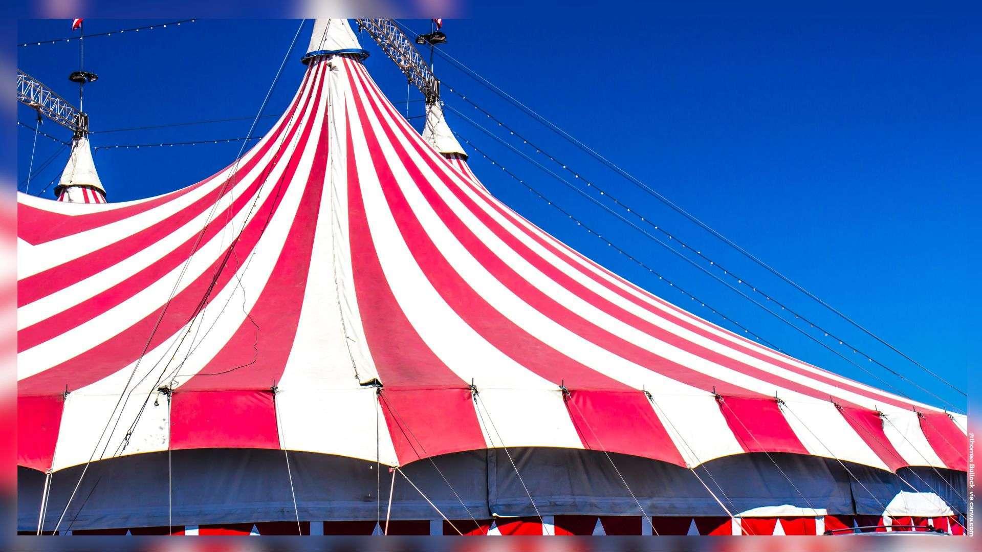 Vitrolles : un cirque avec animaux sauvages s'installe "sans autorisation", la mairie contre-attaque mais se dit coincée par la loi