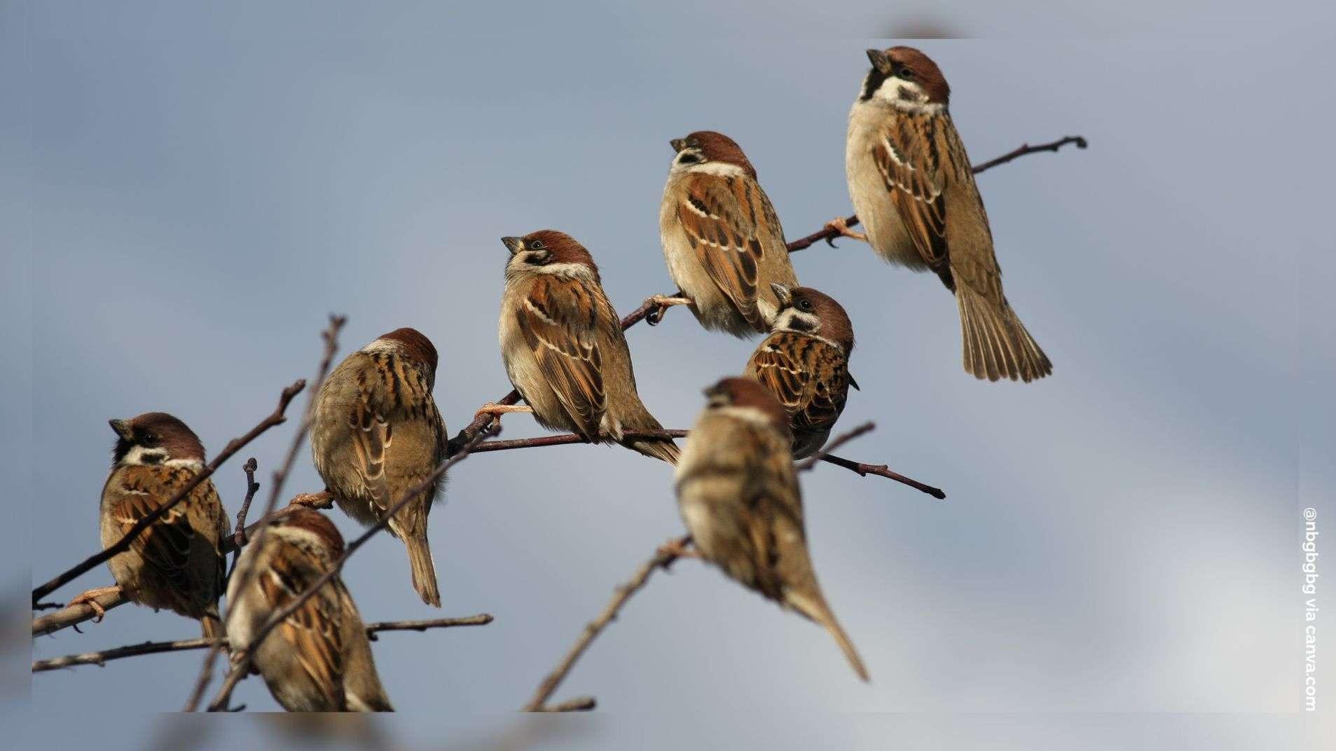 Ce week-end, comptez les oiseaux de votre jardin ! La LPO PACA lance un grand appel à la science participative
