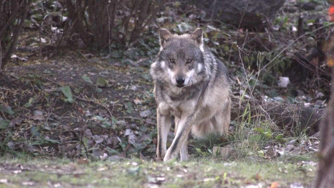 Prédation dans le 13 : les éleveurs s’adaptent, le loup aussi