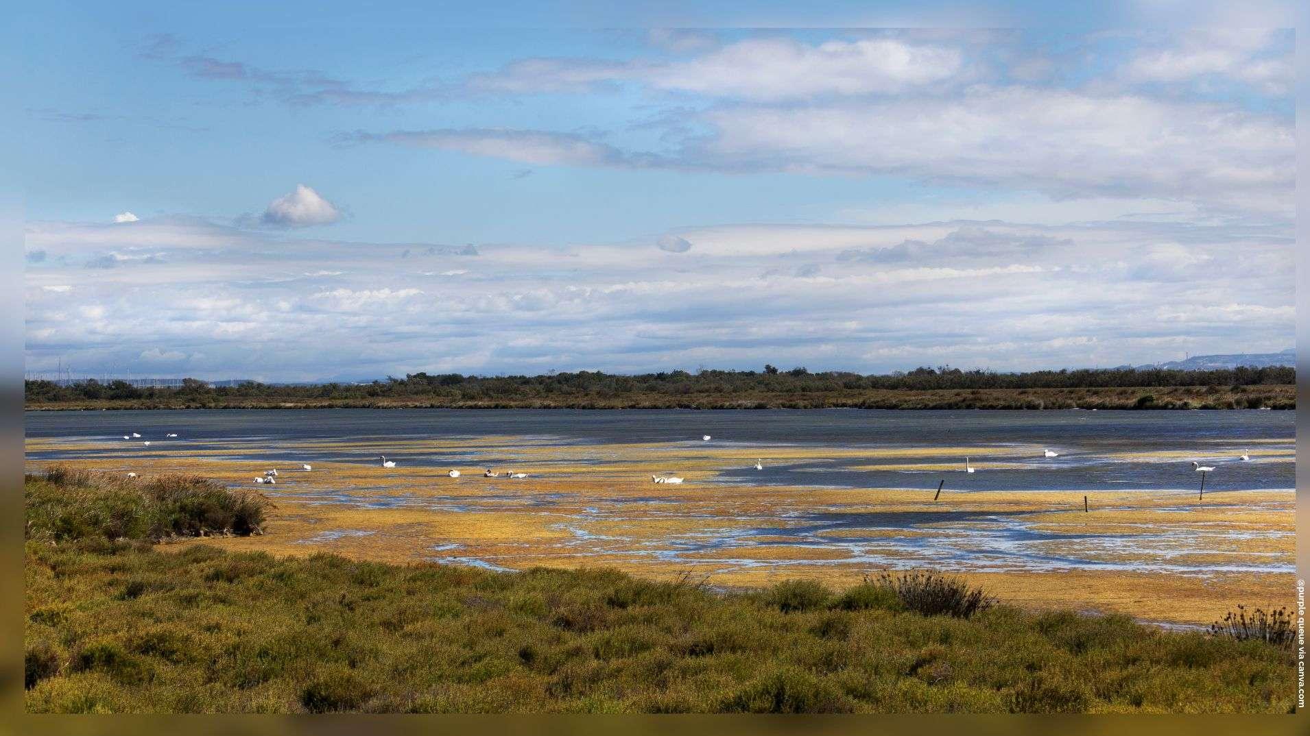 Alerte en Camargue : 50 cygnes retrouvés morts aux Saintes-Maries, le Préfet active une "zone infectée" et restreint l'accès