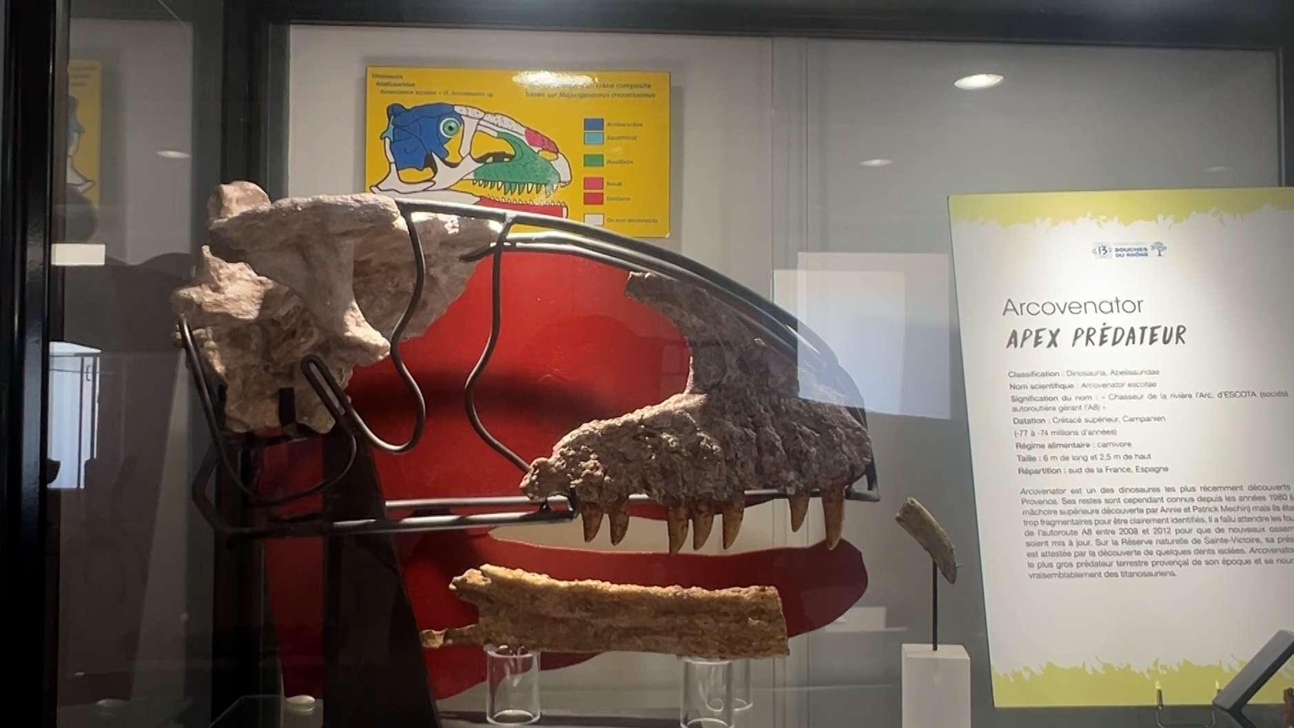 Aix-en-Provence : plongez gratuitement dans la "Jurassic Provence" dès mardi avec une exposition exceptionnelle