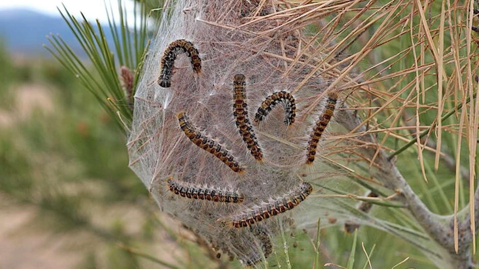 Chenilles processionnaires : 110 000 spécimens retirés en deux jours à Istres, Martigues en état de vigilance