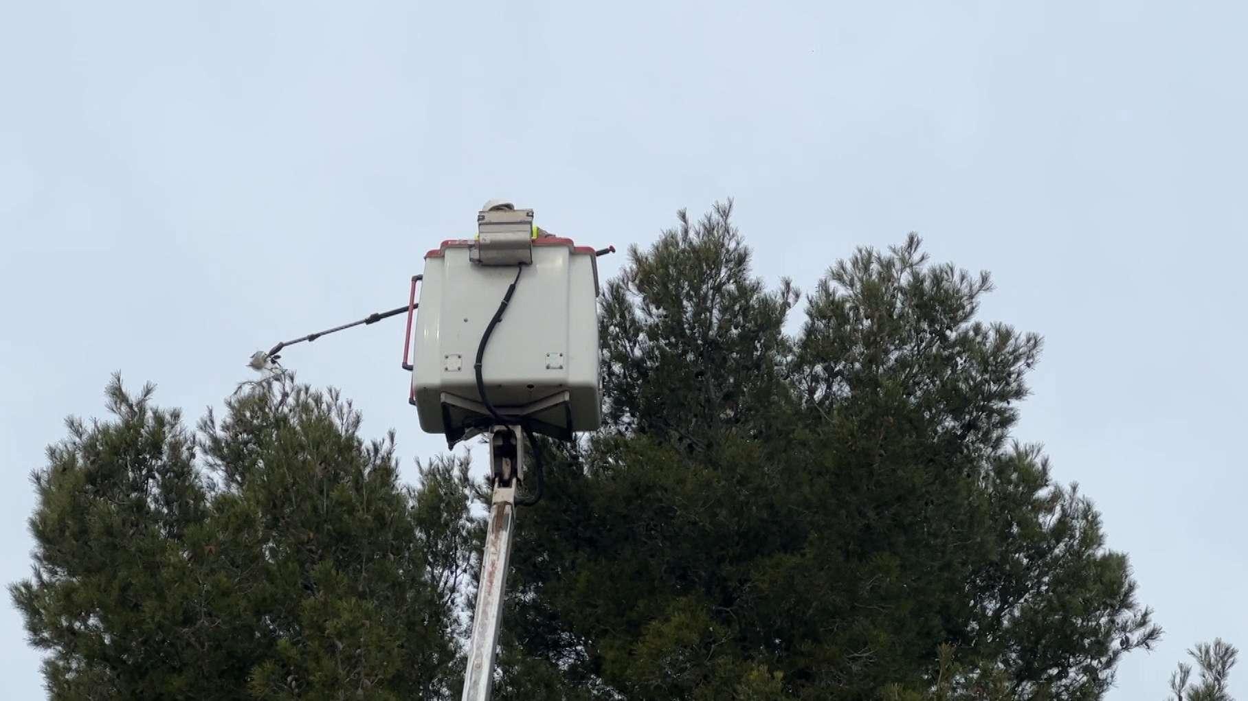 Rats et chenilles processionnaires à Vitrolles : le plan de la mairie et les bons gestes à adopter