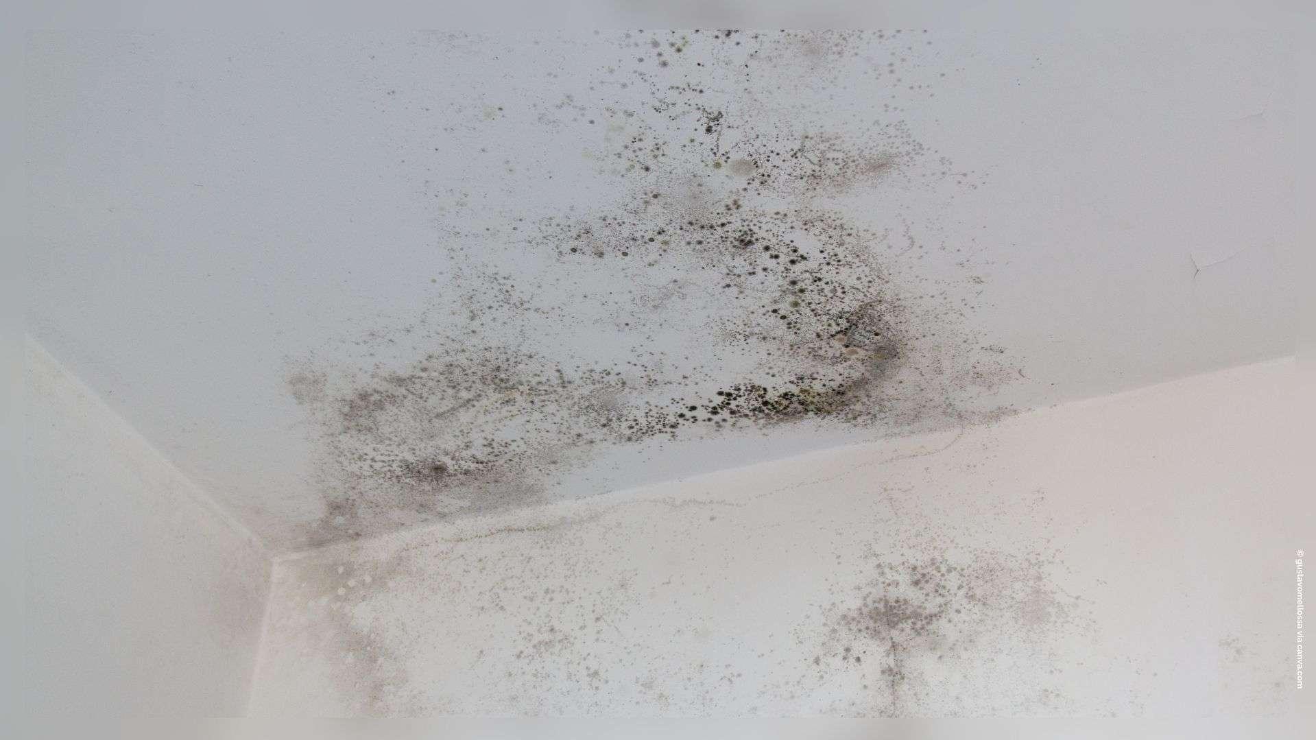 Marseille : l'école Allar (15e) fermée à cause de moisissures, 200 élèves déplacés