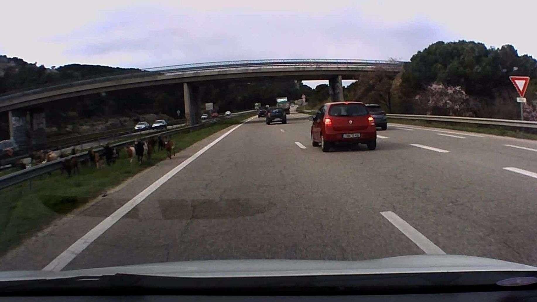 A55 : prudence des chèvres du Rove sont sur l'autoroute à hauteur de Gignac