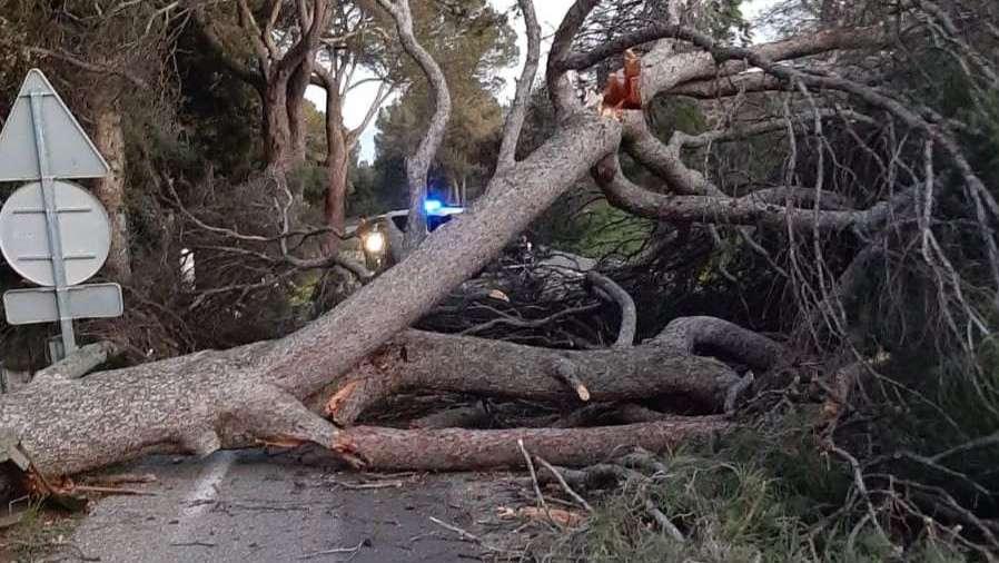 Logements évacués et chutes d'arbres : la tempête de mistral a fait des dégâts cette nuit dans les Bouches-du-Rhône