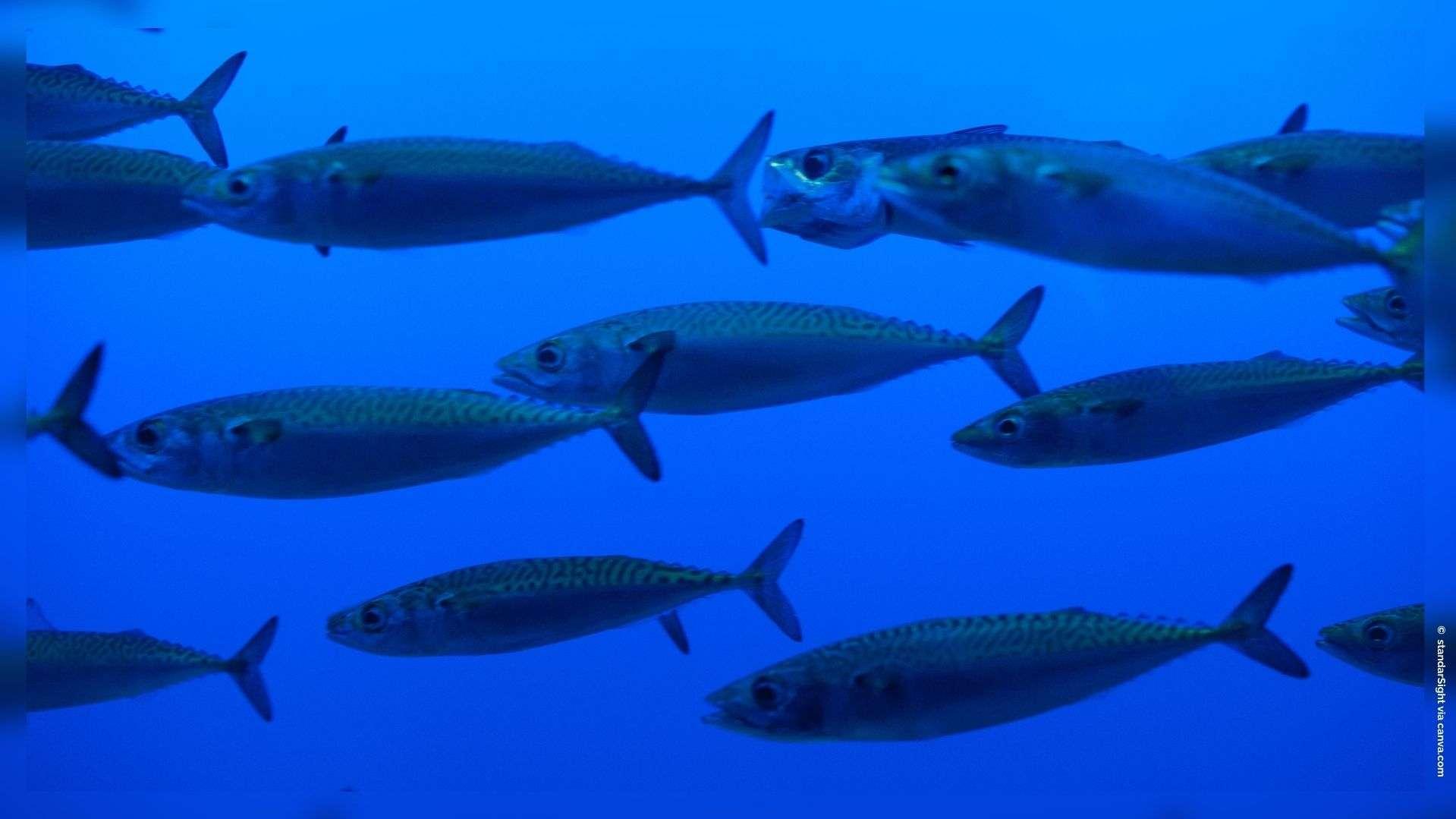 Surpêche de maquereaux : la ministre annonce des quotas pour les pêcheurs amateurs