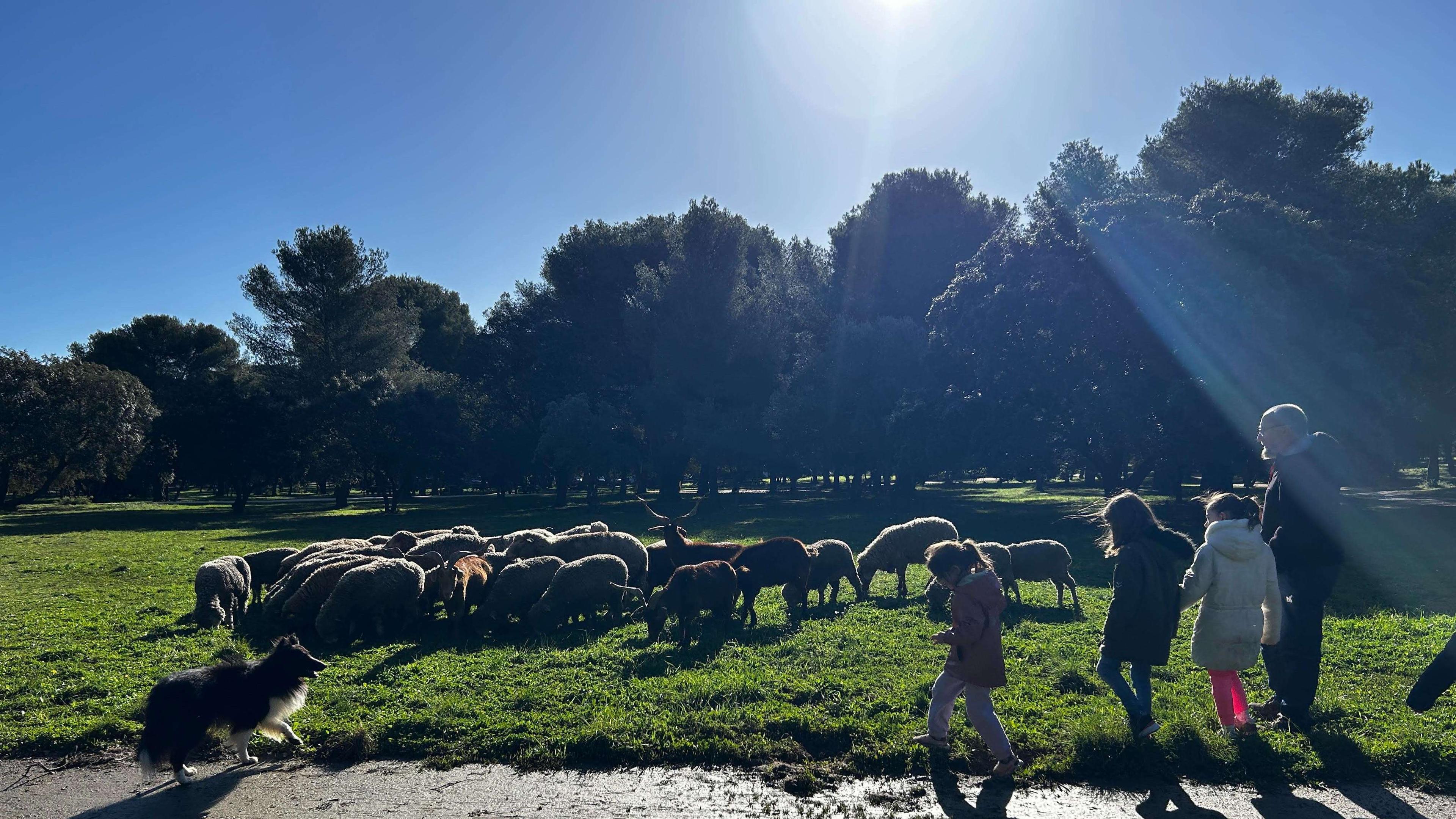 Eco-pâturage et "5 libertés" : on a percé les secrets du bien-être animal à la ferme pédagogique de Figuerolles