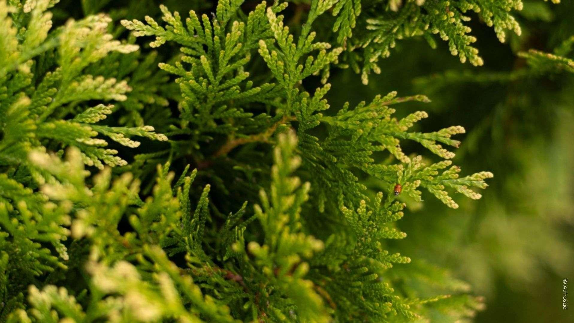 Allergies : alerte rouge aux pollens en région Sud, pourquoi la situation est critique cette semaine