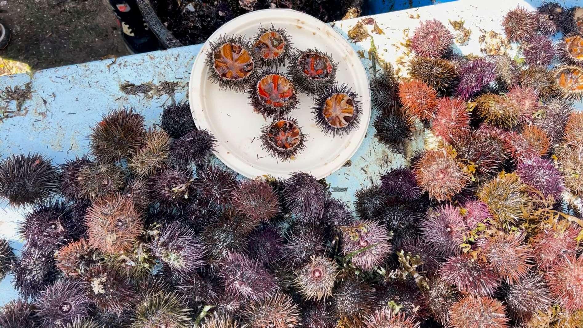 Oursinades d'Istres : « Un avant-goût du printemps », le programme de la 25e édition