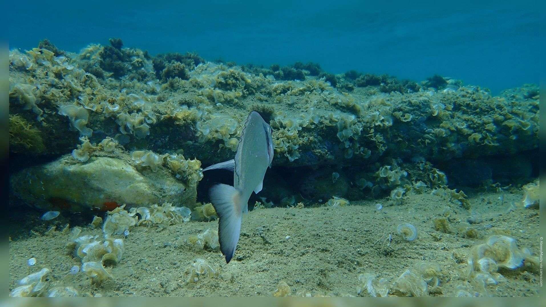 On sait enfin où les daurades royales de Méditerranée se cachent pour se reproduire : leur sanctuaire est à Marseille et sur la Côte Bleue !