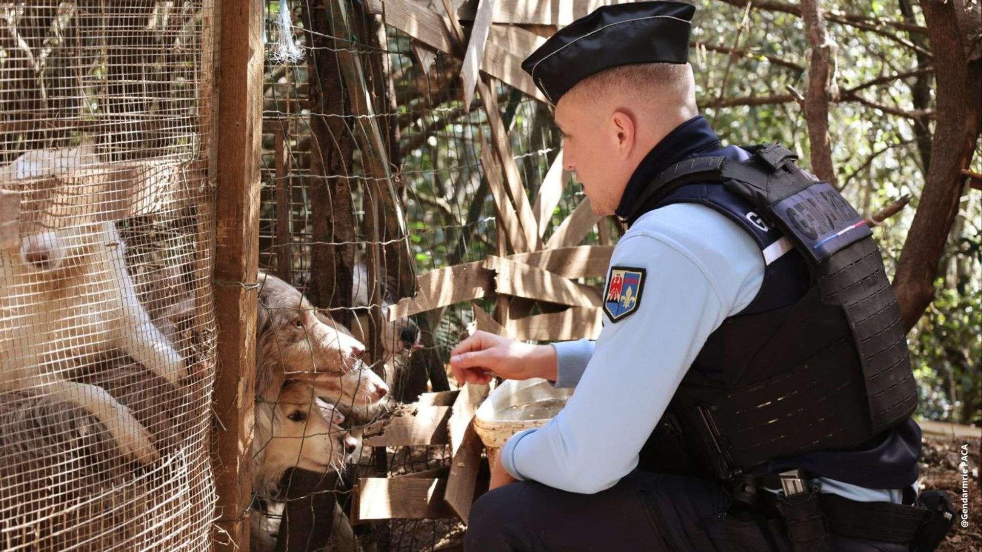 Var : un élevage clandestin démantelé, plus de 800 animaux vivants dans des conditions horribles ont été secourus