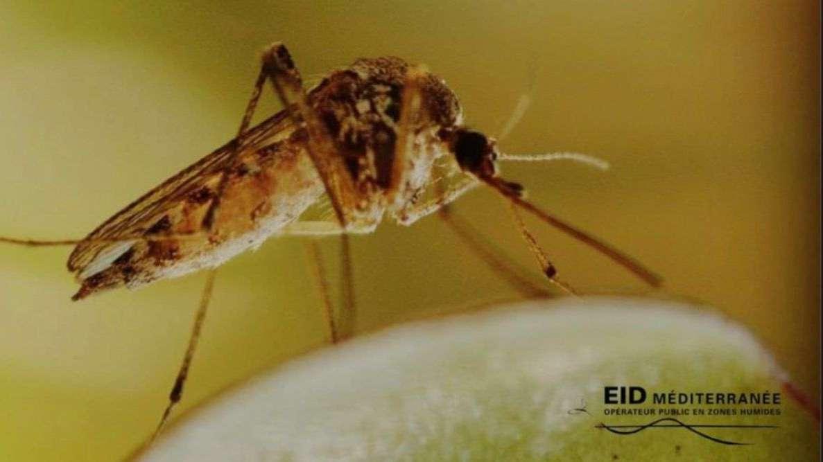 Port Saint Louis du Rhône active les grands moyens pour éviter la prolifération des moustiques