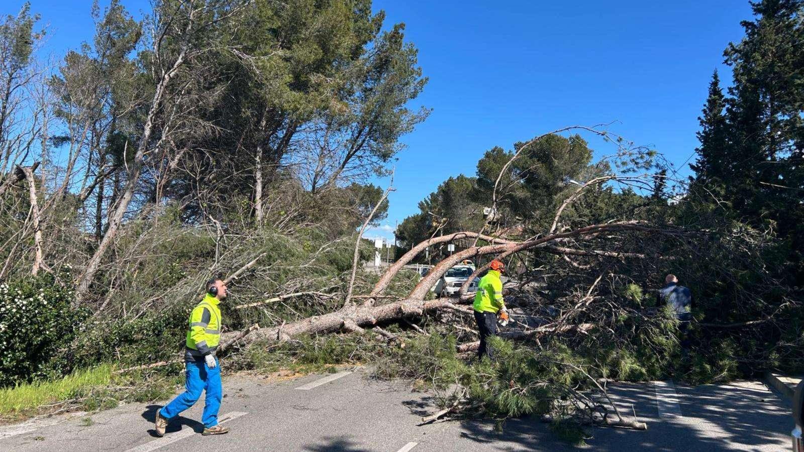 Fort mistral: plusieurs chutes d'arbres sur les routes, la toiture d'un bâtiment arraché aux Pennes