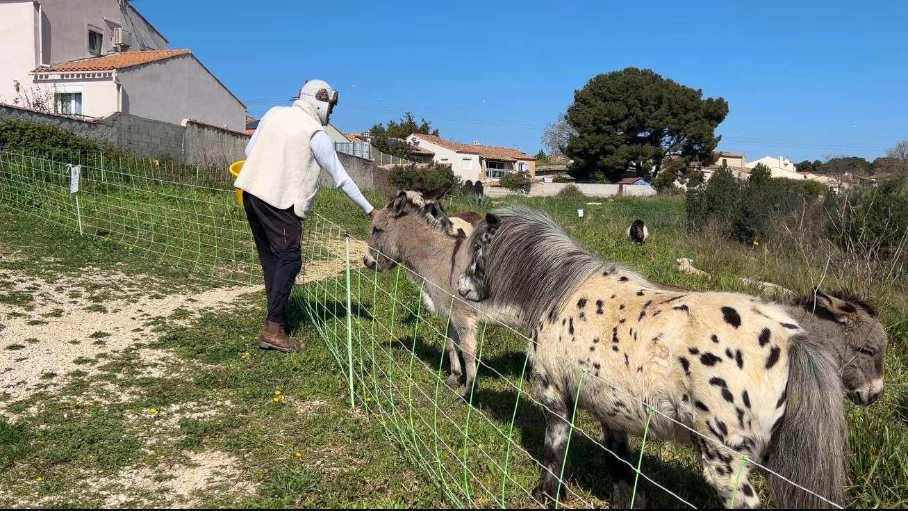 Port-de-Bouc : un troupeau d'animaux et son berger au vallon Clément Mille