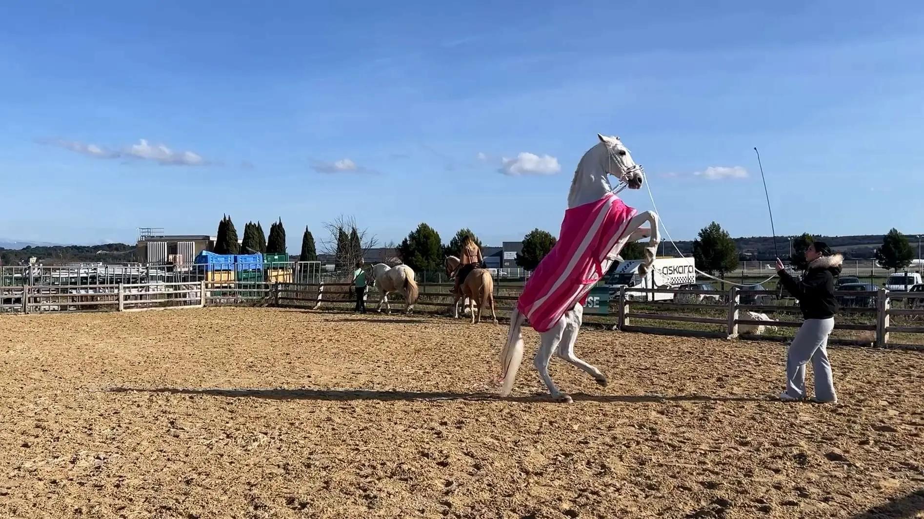 Cabriès-Calas : entre tradition et spectacles, la Fête du Cheval revient en force ce week-end