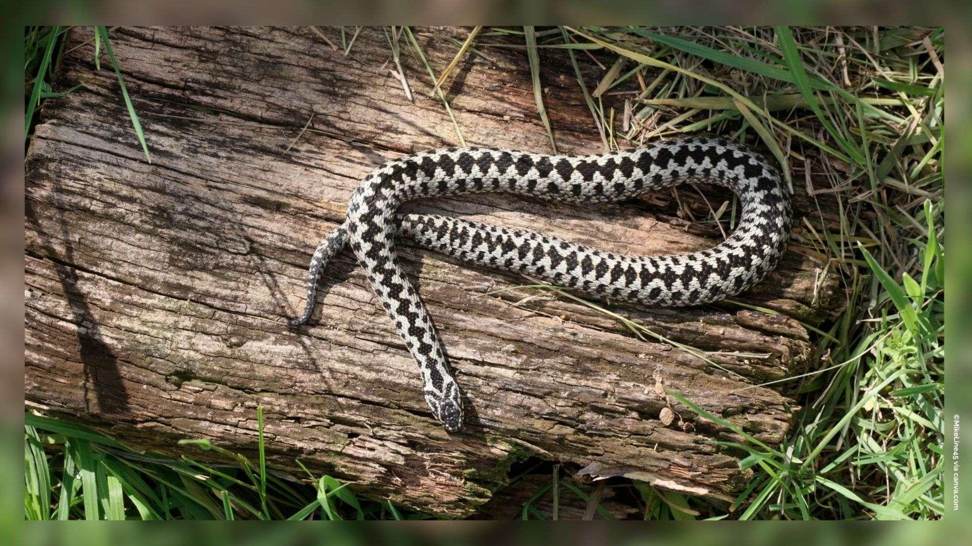SOS Serpents en région PACA : qui appeler et comment réagir face à un reptile chez soi ?