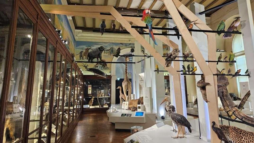 « Alice au pays des merveilles avec les collections du muséum » : les vacances s'annoncent animées au Palais Longchamp