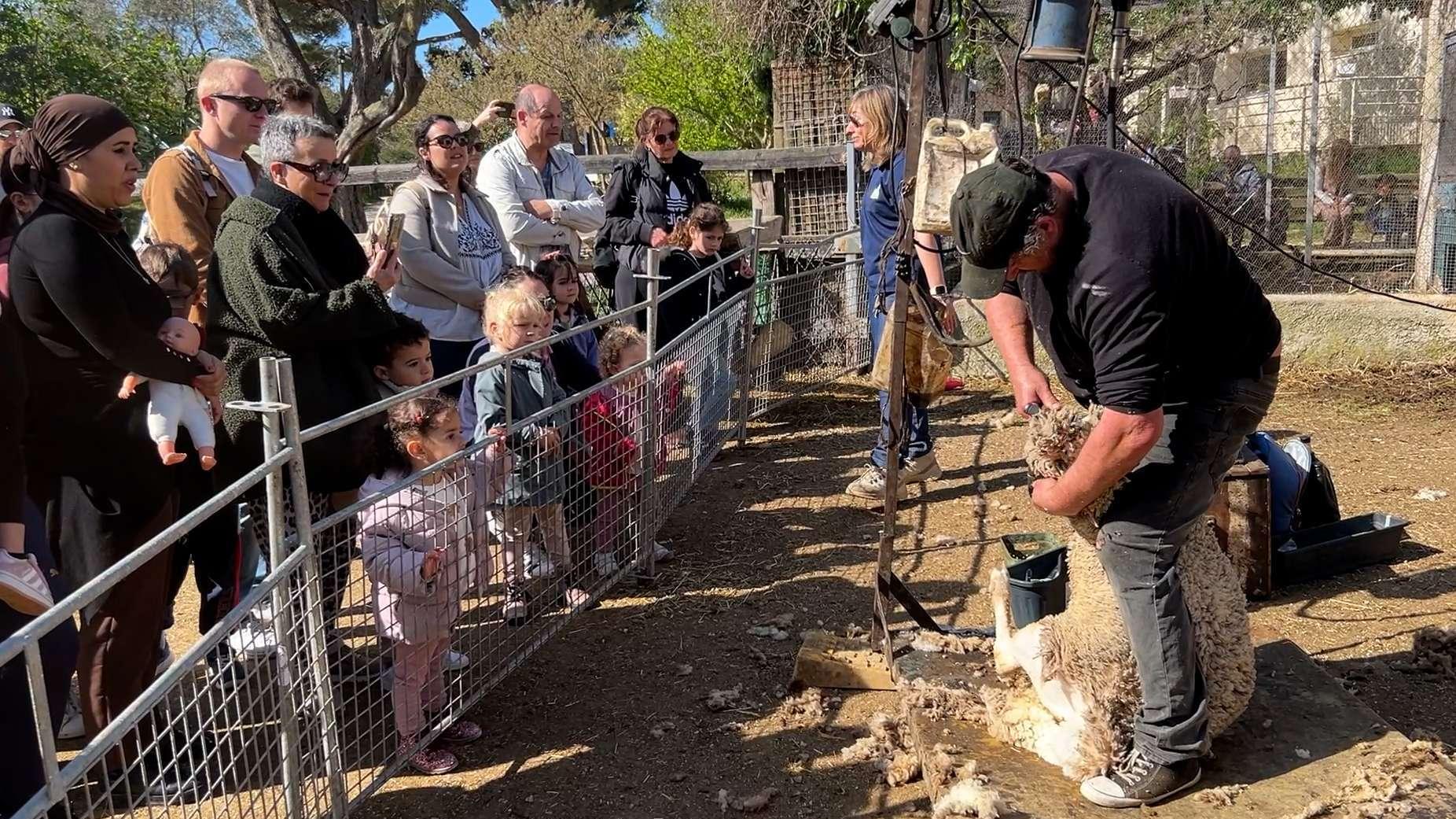 32 moutons sous le rasoir : au cœur de la tonte printanière à la ferme de Figuerolles