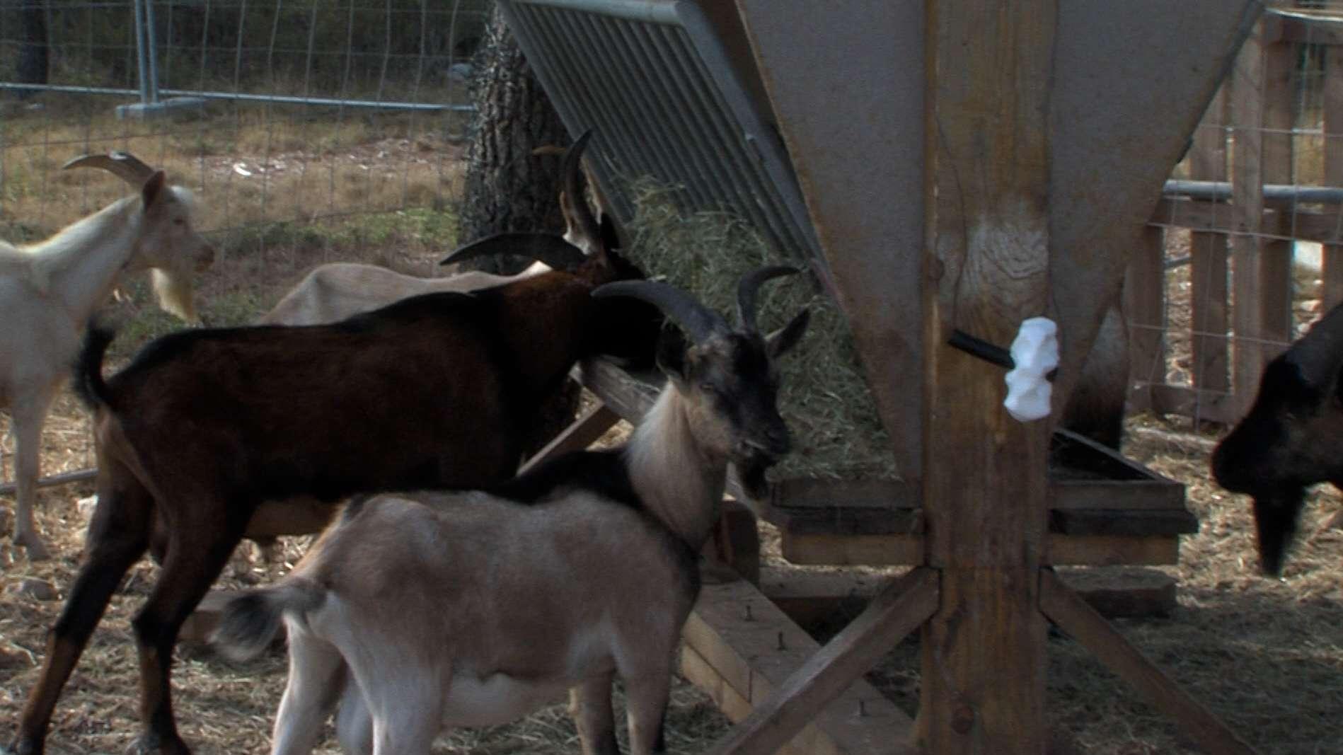 "Un véritable carnage" : l'effroi de la directrice de la ferme des Pennes-Mirabeau après les sévices sexuels sur ses chèvres