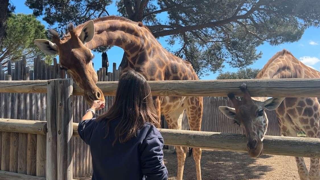 La Barben : immersion au cœur du parc animalier, entre la "Simba-mania" et les premiers pas de Chaka le girafon