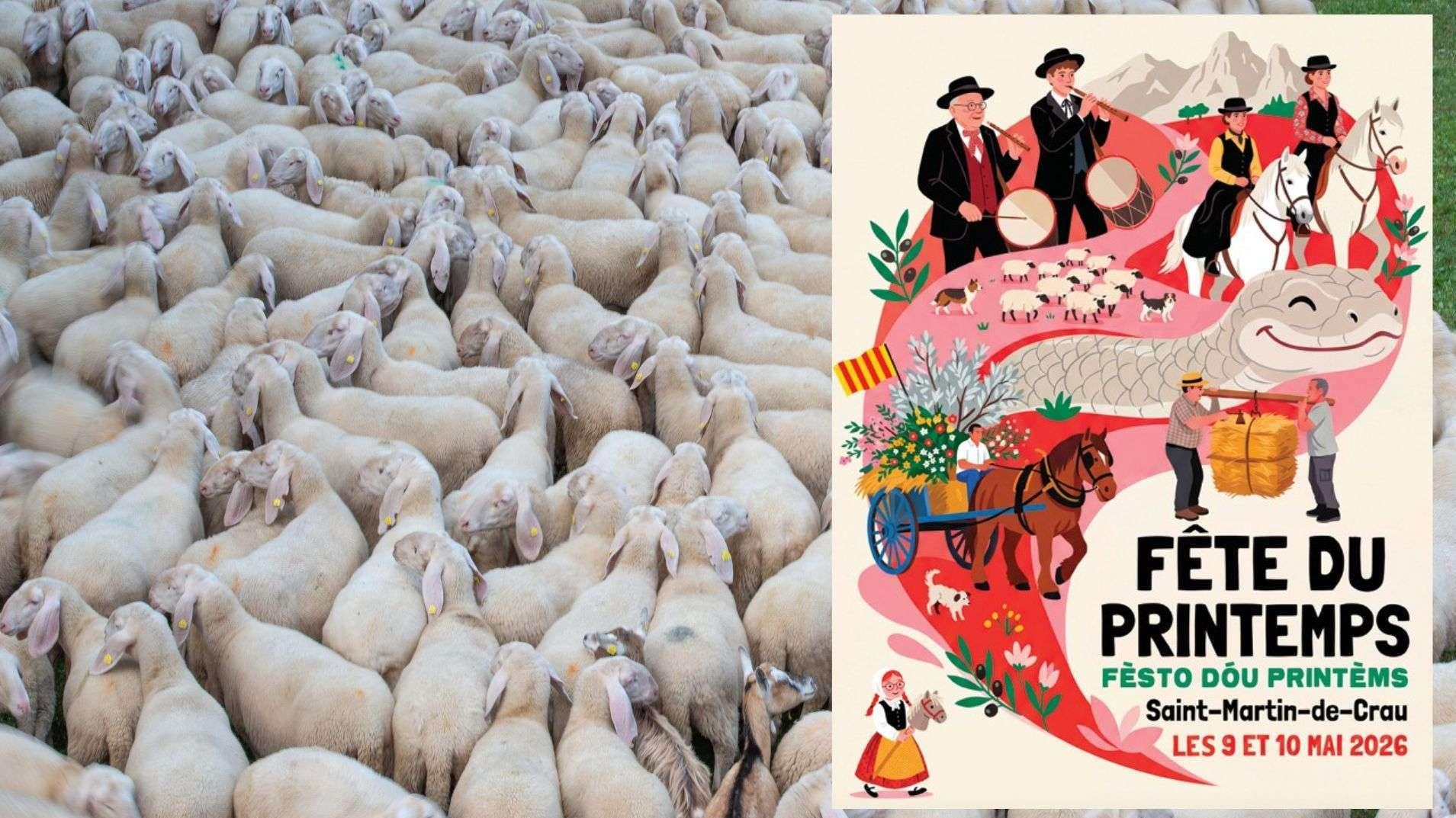 Saint-Martin-de-Crau : "Plus de 600 brebis en centre-ville", la Fête du Printemps et sa transhumance reviennent ce week-end