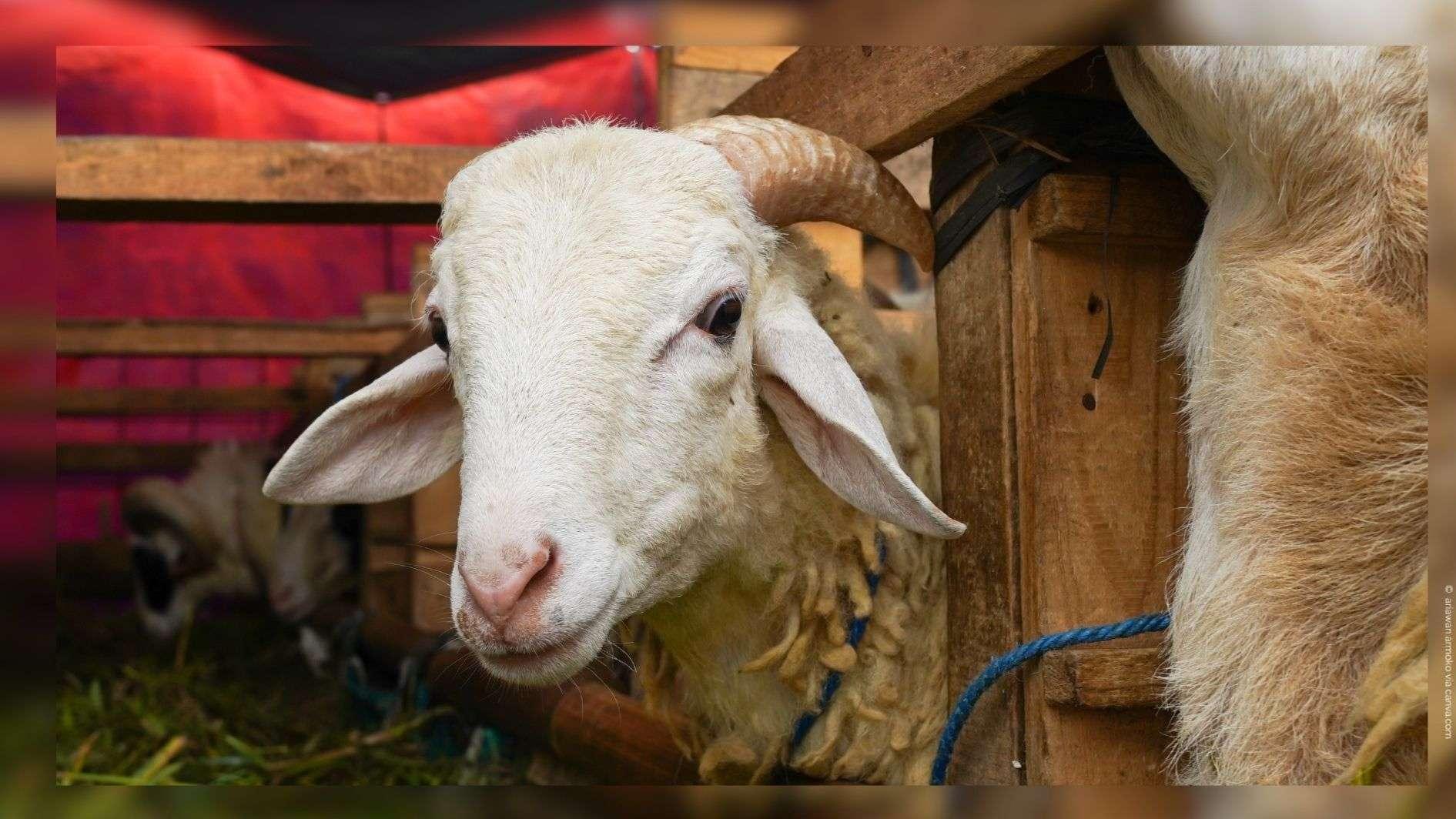 Aïd El-Kébir 2026 dans les Bouches-du-Rhône : la liste des 7 abattoirs autorisés