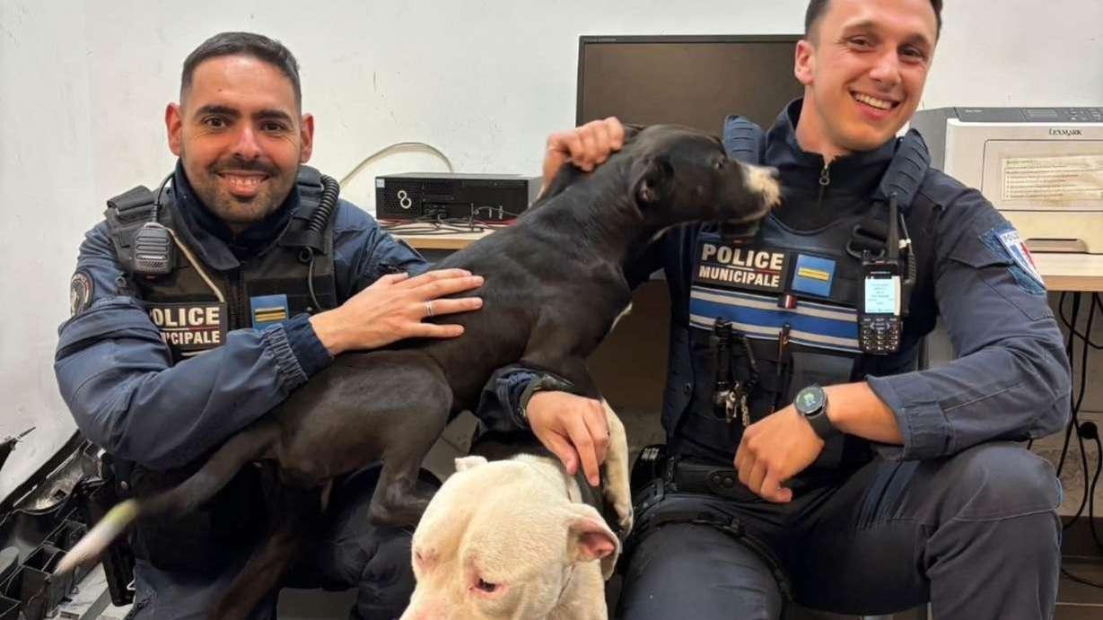 Marseille : une interpellation après la découverte de deux chiens en état de malnutrition sévère