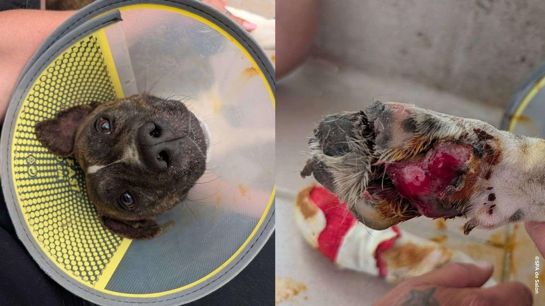 « Elle a passé la nuit avec ses pattes en sang » : l’insoutenable calvaire d’Aria, la chienne traînée par une voiture à Cornillon-Confoux