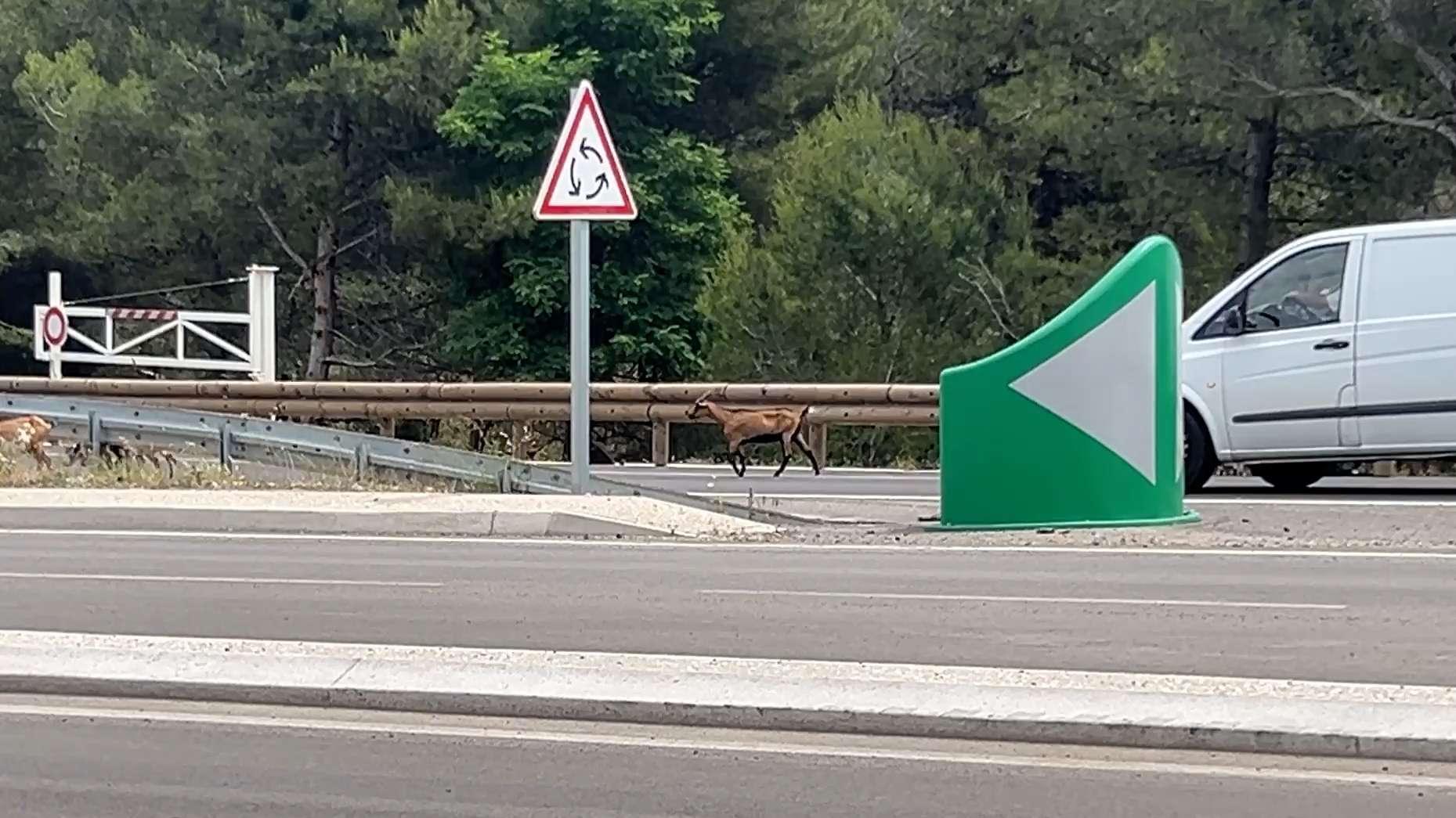 Chèvres sauvages Carry-le-Rouet : le plan pour sécuriser les routes et sauver le troupeau