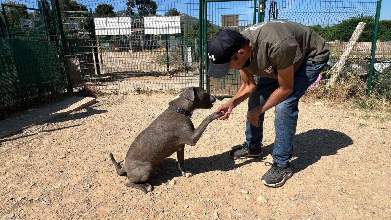 "L’animal ne trahit pas" : on a passé une matinée avec ceux qui font vivre la SPA de Marseille-Provence