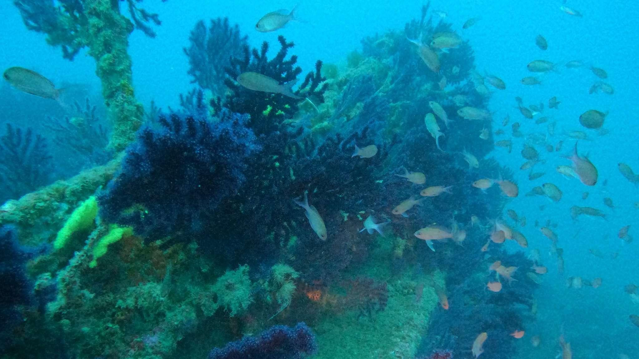 Fos-sur-Mer : « Faire copain-copine avec les poissons », le Club Fosséen de Plongée prépare un été sous-marin