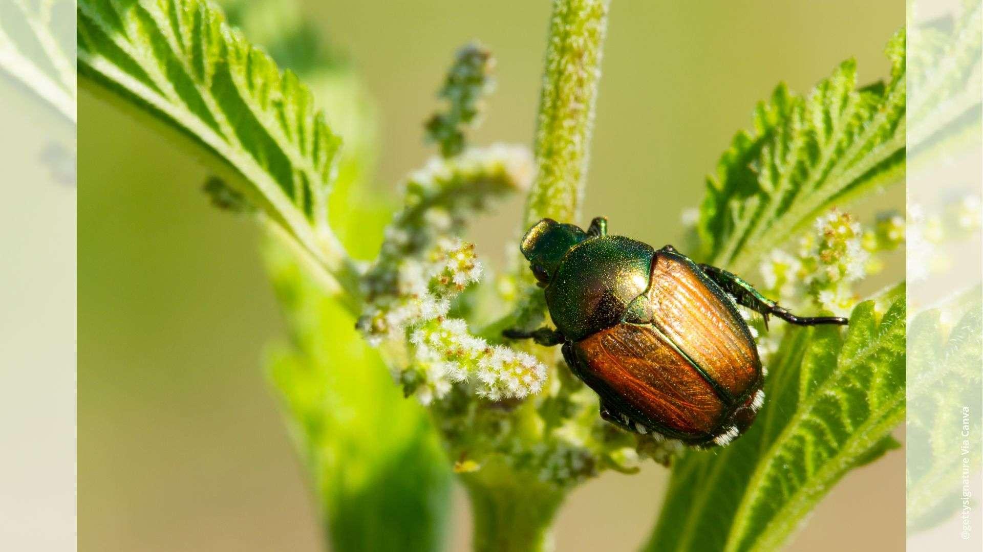 PACA : le scarabée japonais détecté pour la première fois, pourquoi cet insecte menace nos jardins ?