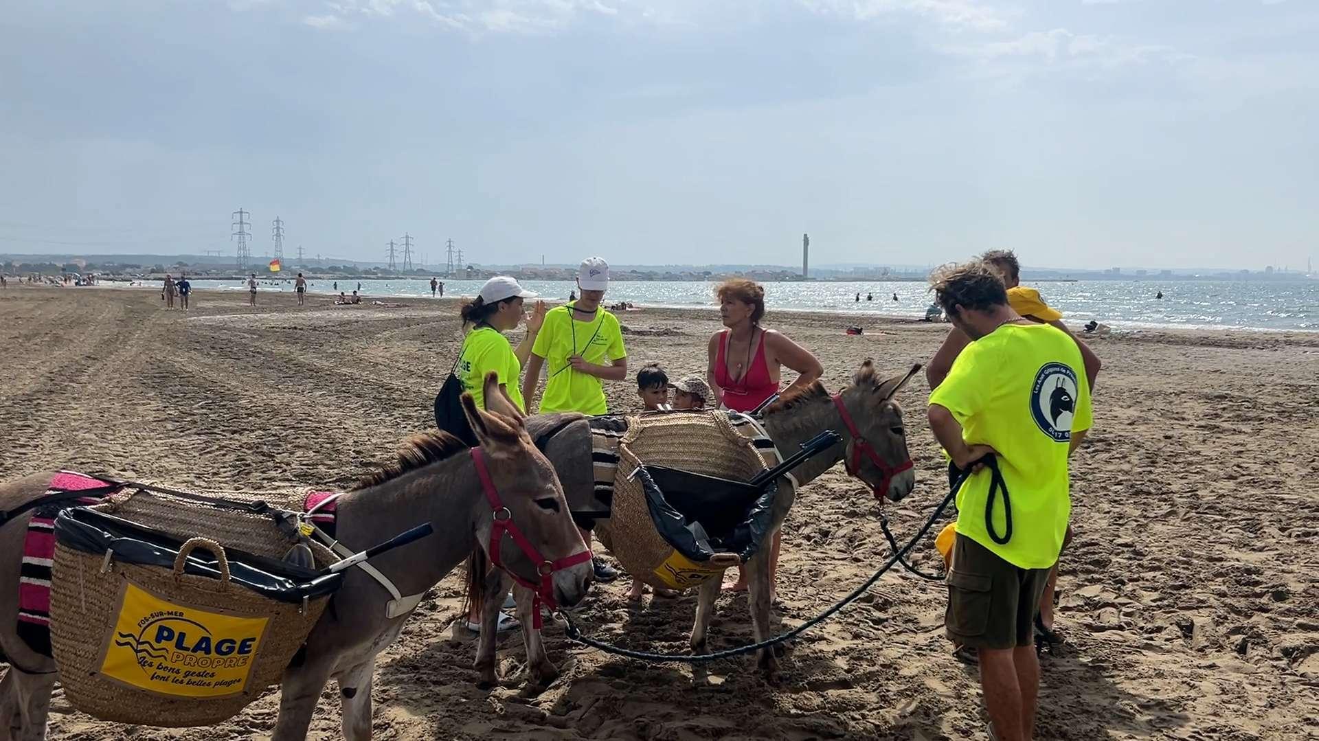 Les ânes, nouveaux ambassadeurs du nettoyage des plages à Fos-sur-Mer