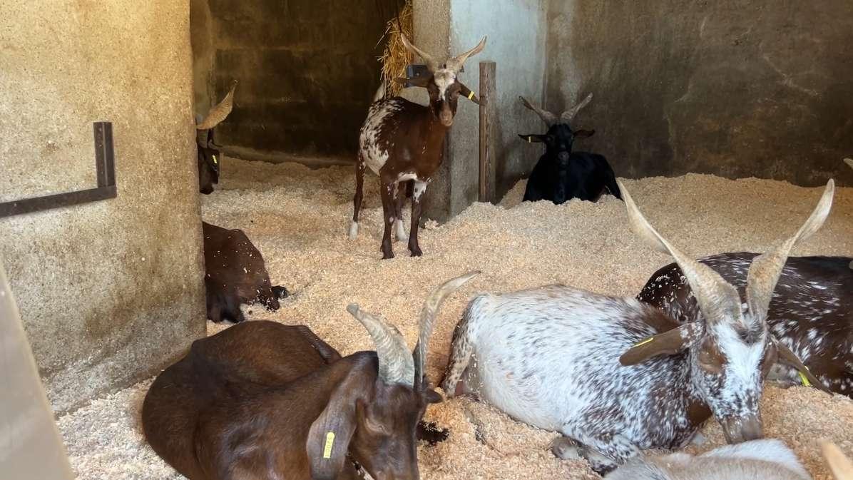 Les éleveurs, dont les animaux souffrent de la chaleur, s'adaptent pour poursuivre leur activité 