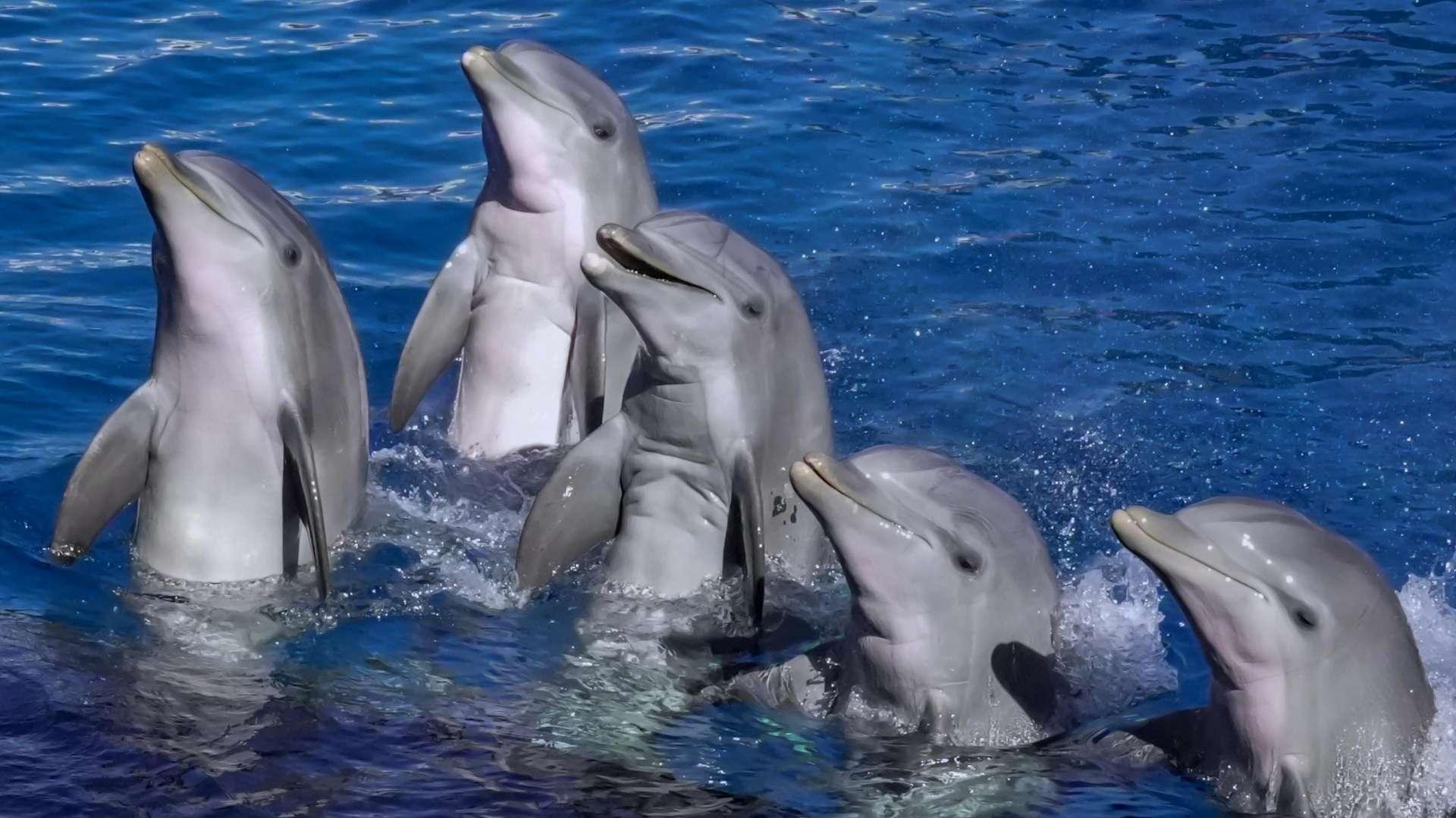 Marineland : "Un scandale d'Etat", le transfert de huit dauphins a commencé